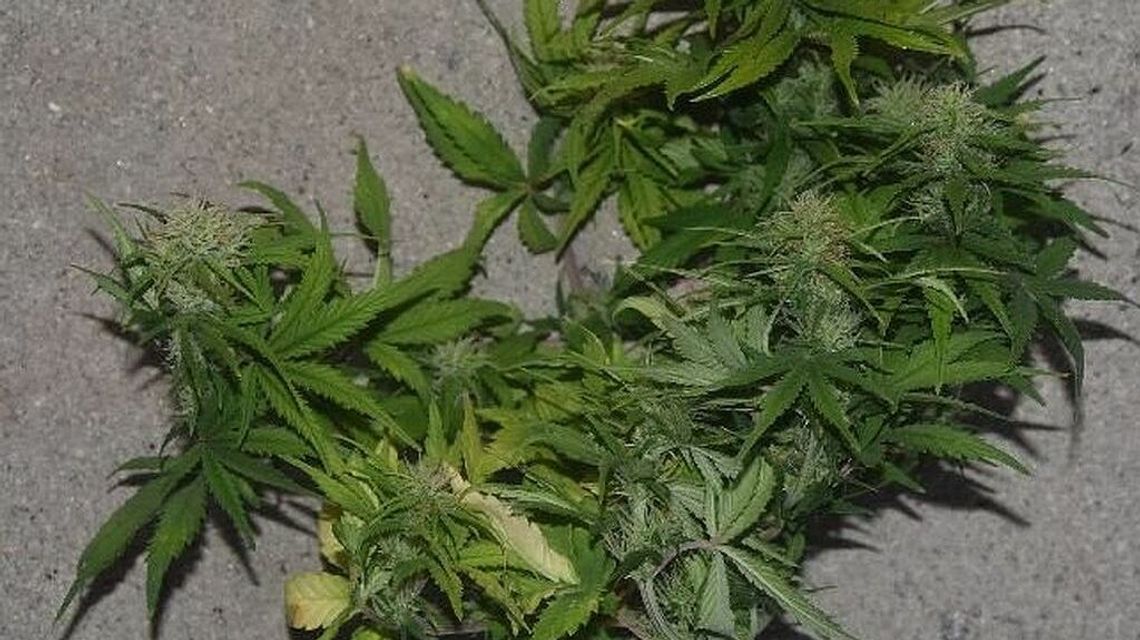 Nielegalna plantacja i narkotyki w domu 29-latka. Policjantom pomógł pies