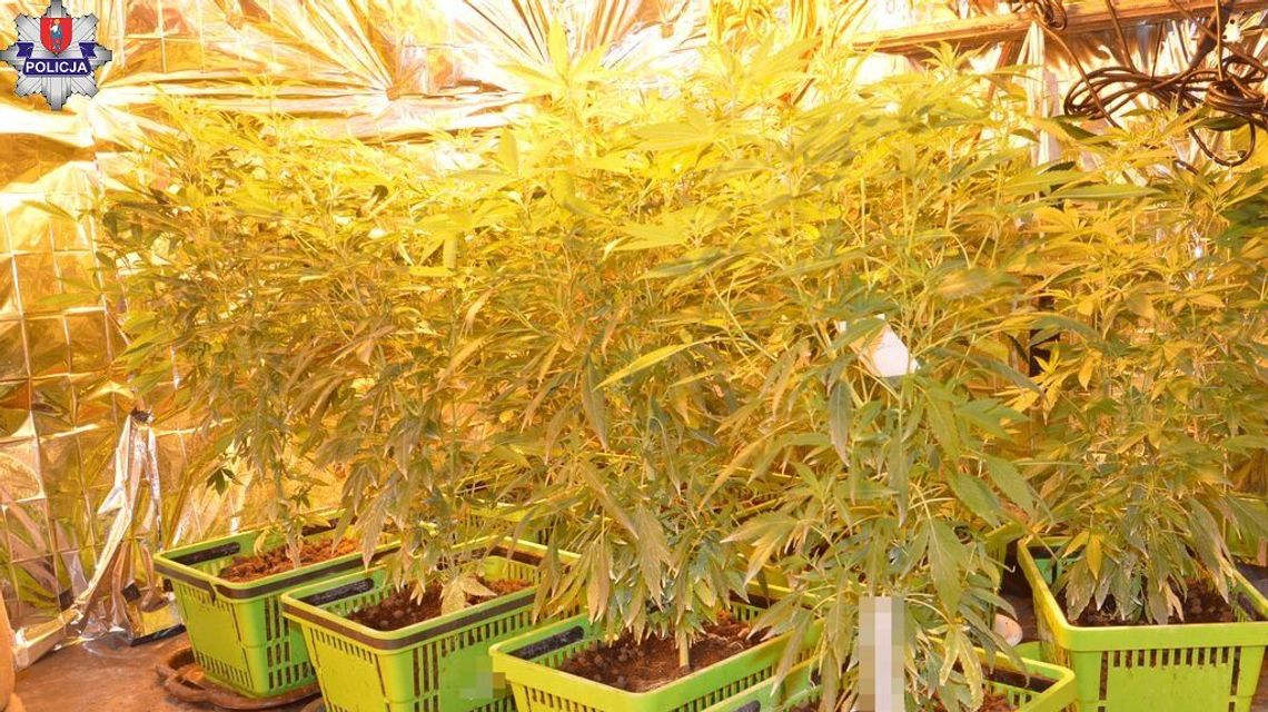 Nielegalna plantacja konopi w Zamościu. 38-latkowi grozi więzienie Nielegalna plantacja konopi w Zamościu. 38-latkowi grozi więzienie