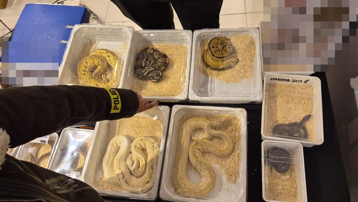 Nielegalna sprzedaż egzotycznych zwierząt na targach w Lublinie – policja interweniowała