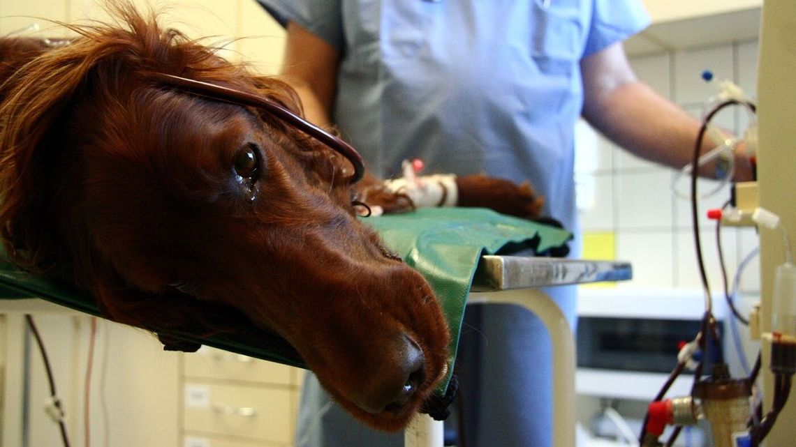 Niemal 10 osób na miejsce. Hitem Uniwersytetu Przyrodniczego nadal weterynaria