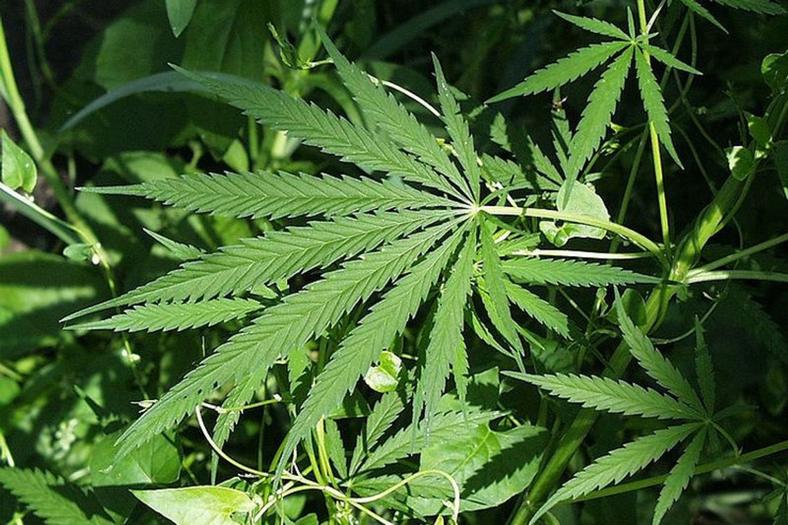 Niemce: Mial 350 g maruhuany. \"Na własne potrzeby\" Niemce: Mial 350 g maruhuany. \"Na własne potrzeby\"