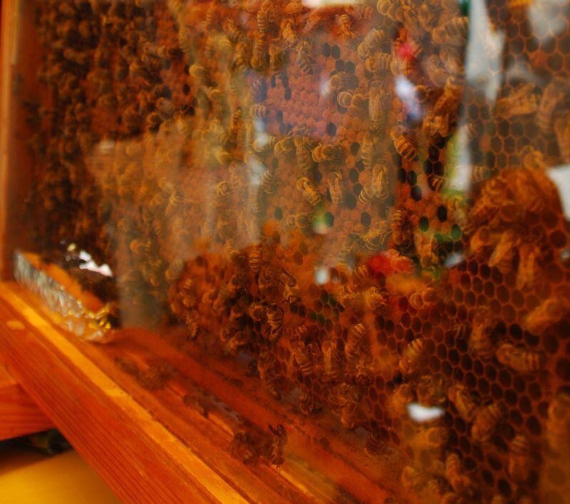 Niemienice: Złodziej grasował w pasiece. Ukradł pszczele larwy Niemienice: Złodziej grasował w pasiece. Ukradł pszczele larwy