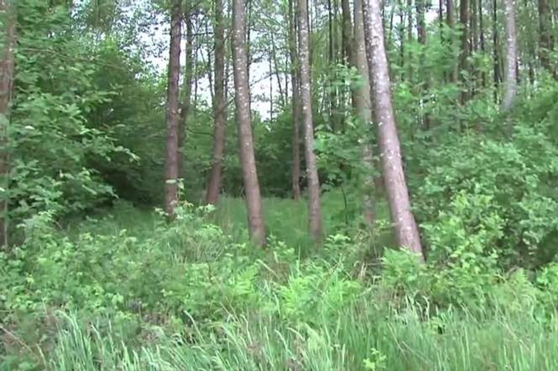 Niepełnosprawny mężczyzna rozszarpany przez psy. Wyrok dla właściciela Niepełnosprawny mężczyzna rozszarpany przez psy. Wyrok dla właściciela