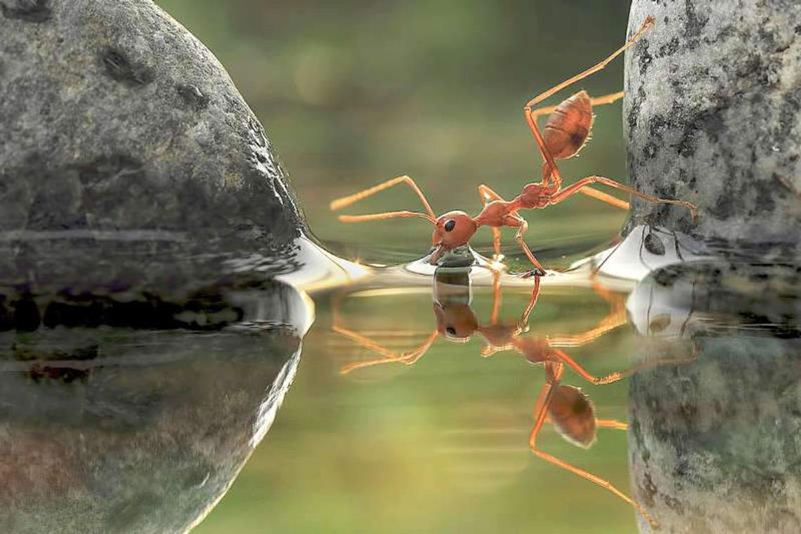 Niesamowite zdjęcia przyrody na wystawie w Ogrodzie Botanicznym