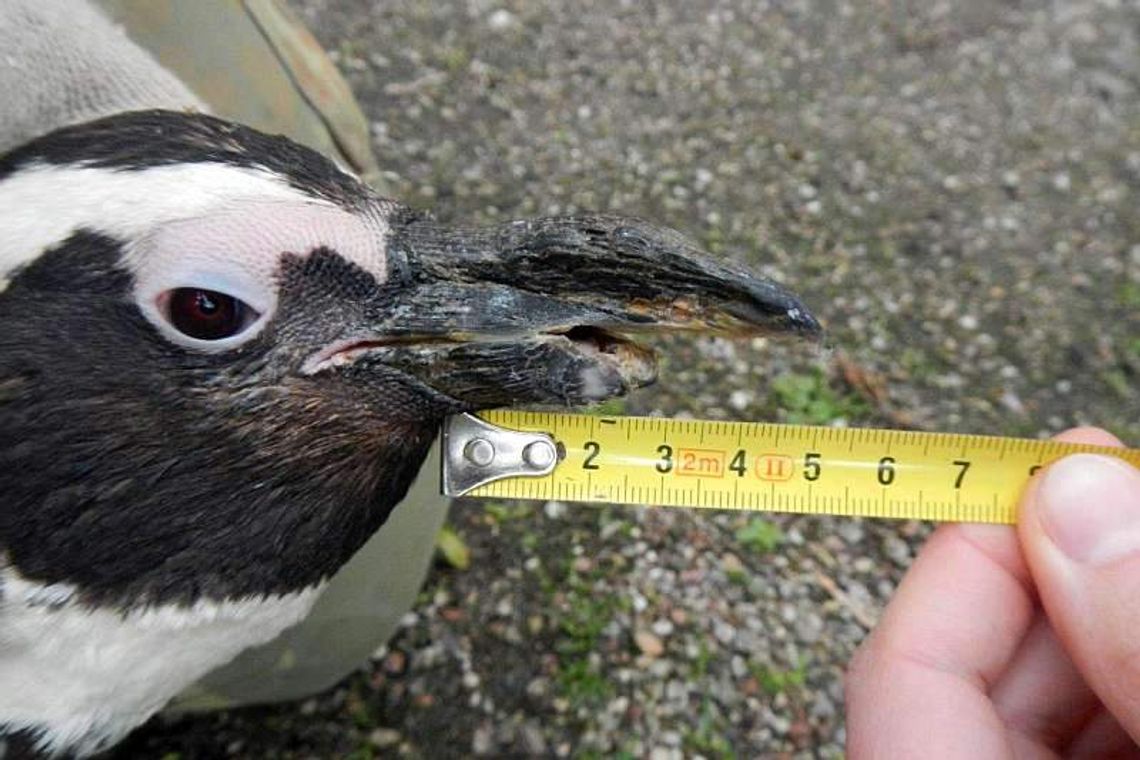 Niesforny pingwin stracił pół dzioba. Pomoże mu firma z Nasutowa