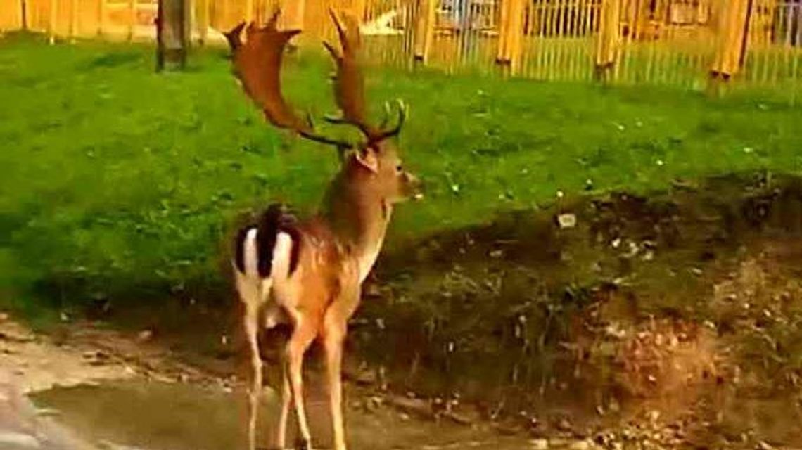 Niespotykany gość na kraśnickich ulicach