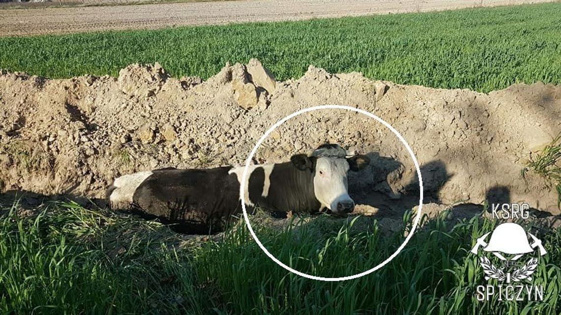 Nietypowa akcja strażaków. Krasula się zagalopowała i wpadła do dziury Nietypowa akcja strażaków. Krasula się zagalopowała i wpadła do dziury