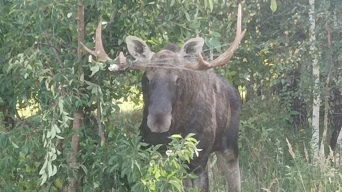 Nietypowa akcja strażaków. Ratowali uwięzionego łosia