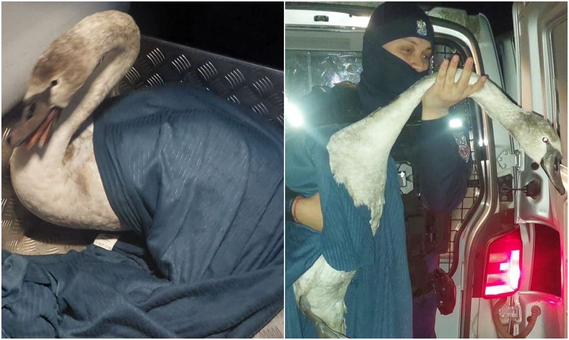 Nietypowa interwencja krasnostawskich policjantów