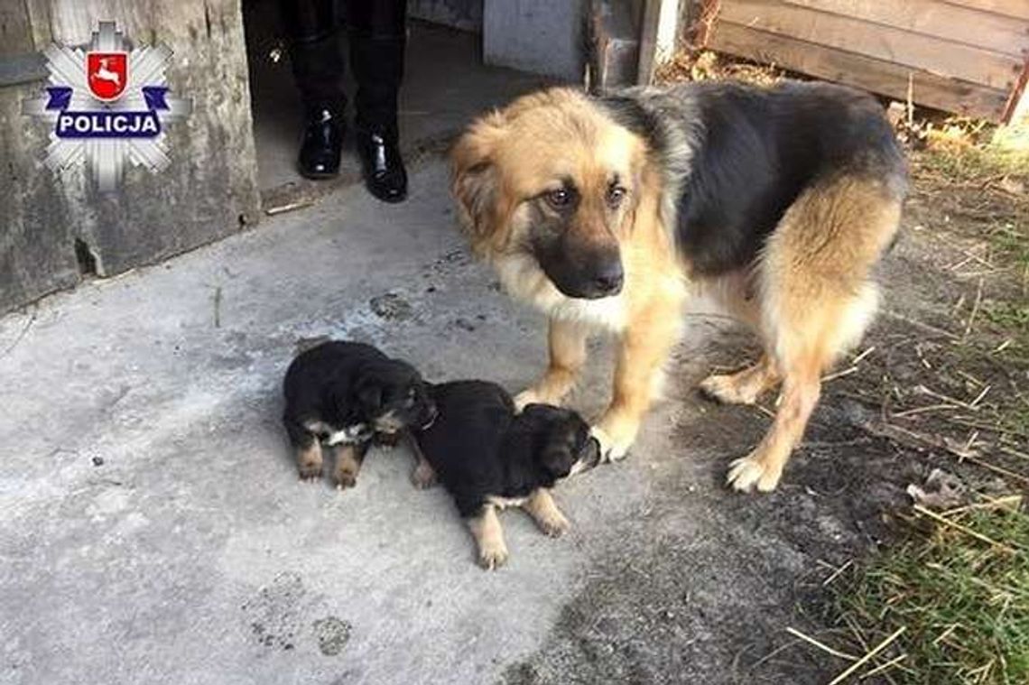 Nietypowa interwencja policji. Musieli odzyskać suczkę, szczeniaki mogły nie przeżyć