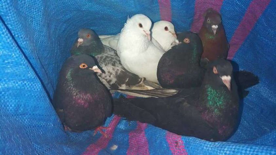 Nietypowa kradzież w Wojciechowie. Złodzieje zatrzymani