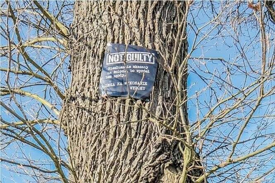 Nietypowa tabliczka na stuletnim dębie. Ten, kto ją umieścił może mieć problemy