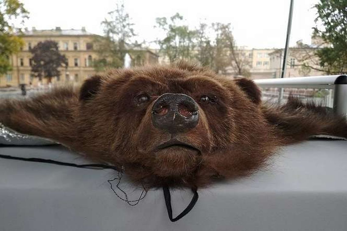 Nietypowa wystawa na pl. Litewskim: Niedźwiedź, krokodyl, ryś