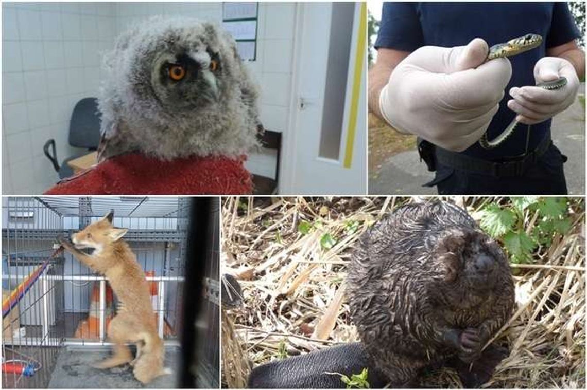 Nietypowi goście w radiowozie. Kogo zgarnęła Straż Miejska?