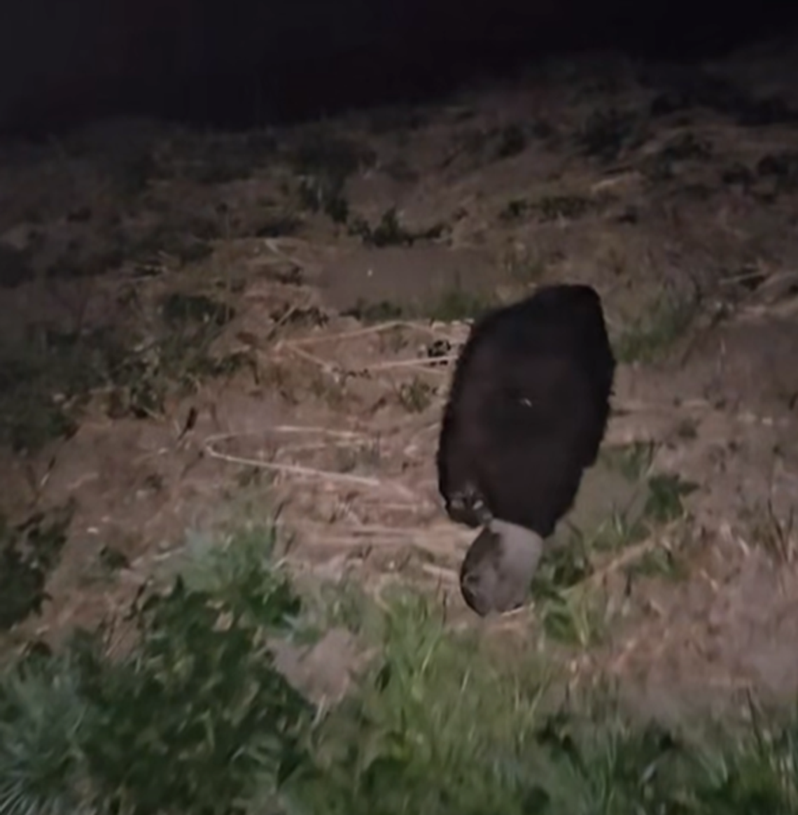 Nietypowy klient chełmskiej galerii handlowej. Interweniowało schronisko dla zwierząt