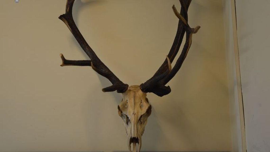 Nietypowy sposób na kradzież w bloku. Zniknęło m.in. poroże jelenia