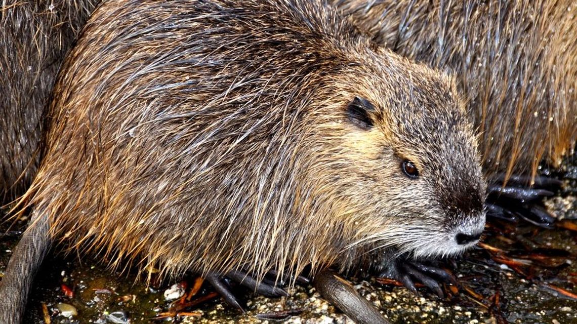Nieudany "atak" bobrów na kierowców. Drzewo mogło spaść na samochody