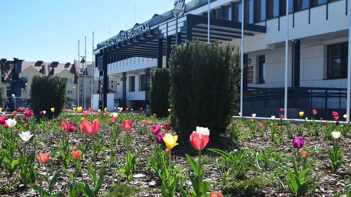 Niezależni razem z PiS. Taki jest układ sił w Biłgoraju
