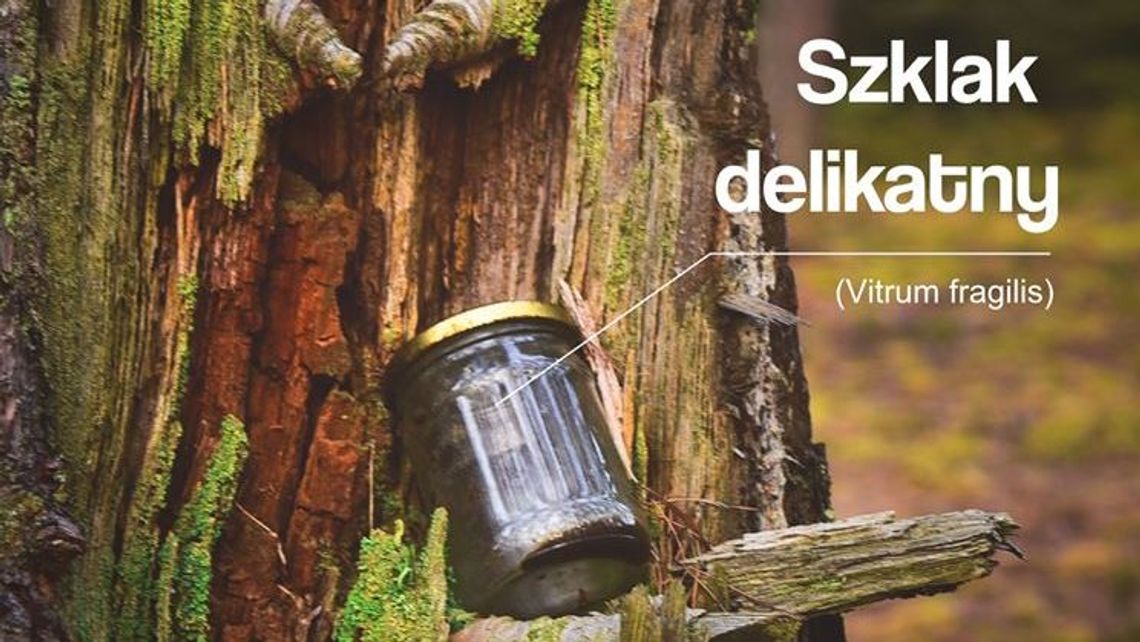 Niezwykłe grzyby w tomaszowskich lasach. Nadleśnictwo zachęca do ich zbierania