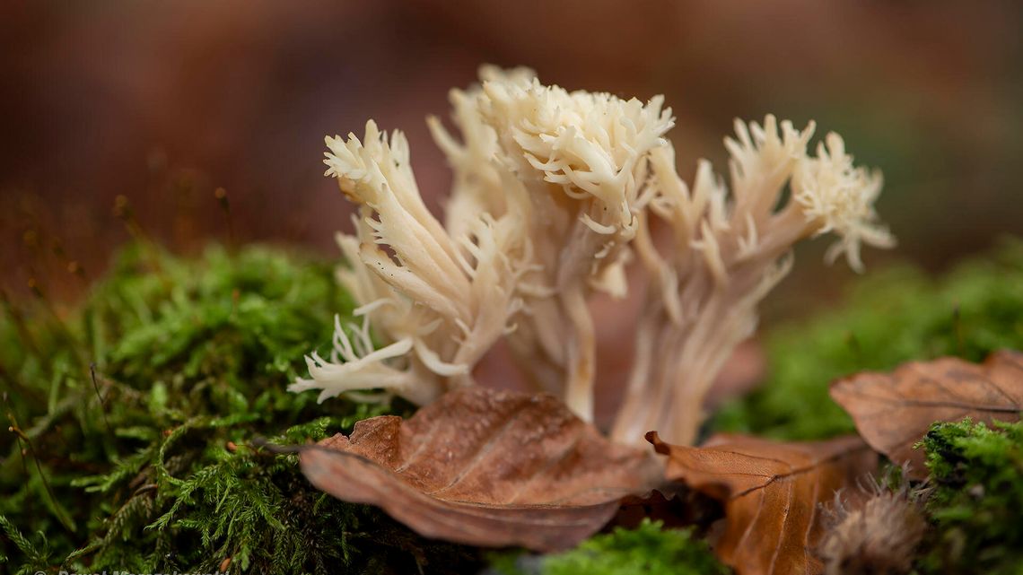 Niezwykłe grzyby z naszych lasów. Niektóre wyglądają jak istoty z Kosmosu [zdjęcia]