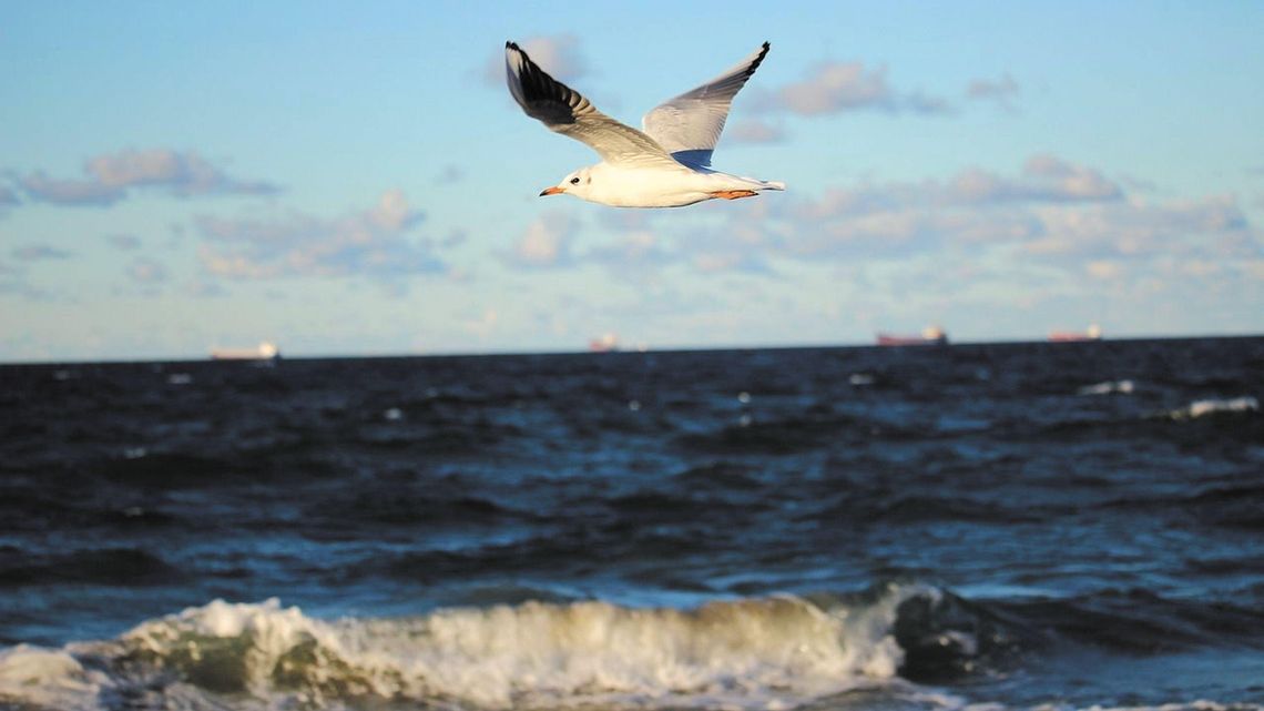 NIK na tropie bomb ekologicznych w Bałtyku NIK na tropie bomb ekologicznych w Bałtyku