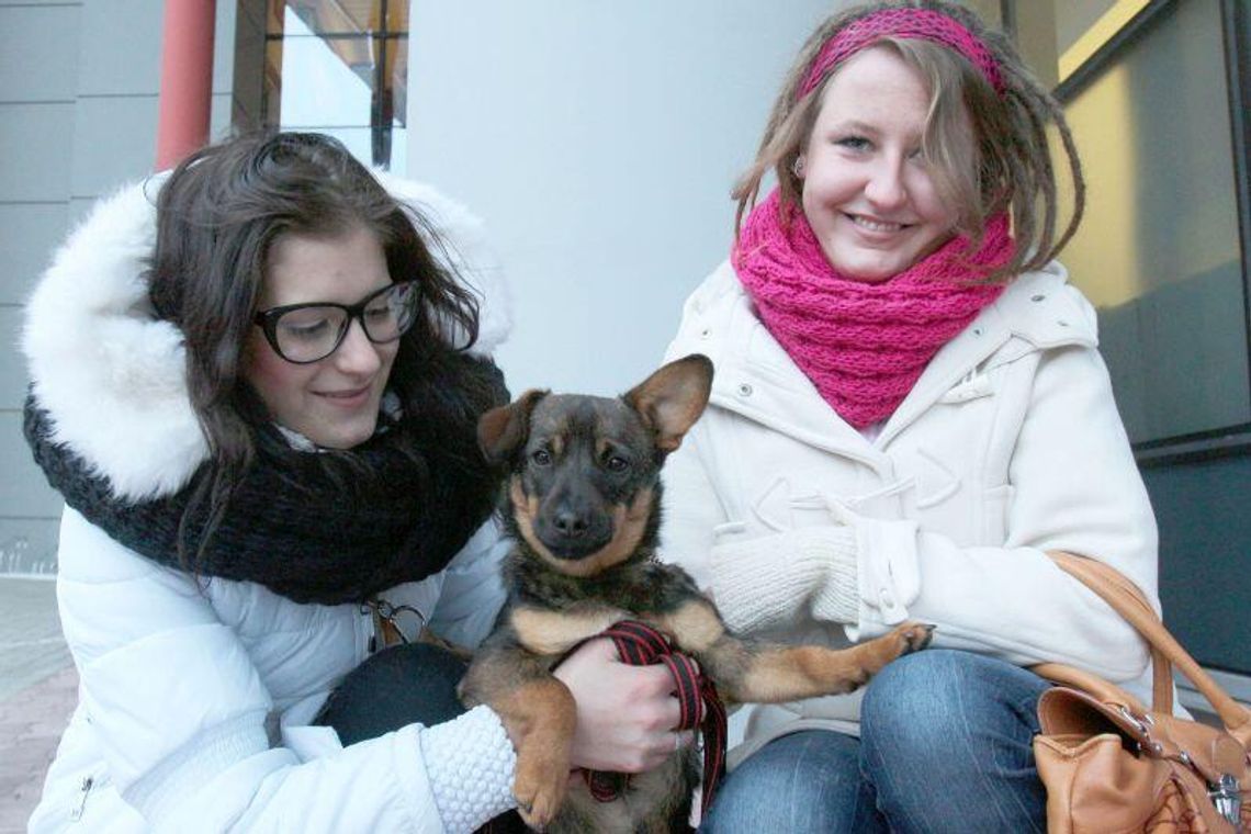 Nikt nie chciał bezdomnego psa Nikt nie chciał bezdomnego psa