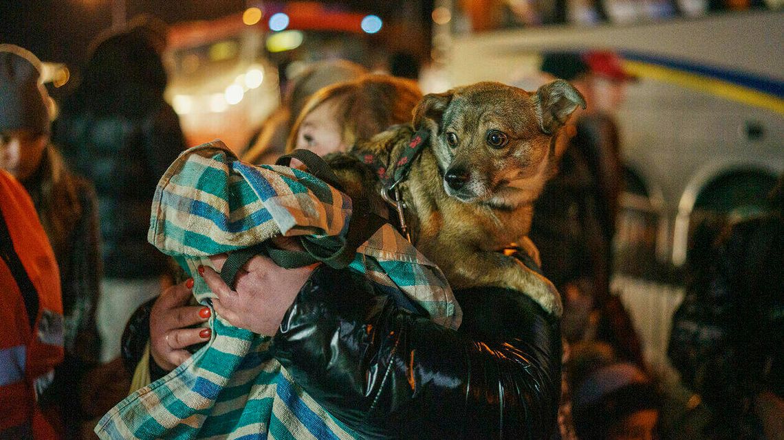 Niosą pomoc zwierzętom uchodźców. "Przyjmujemy przypadki nagłe lub takie, którymi nie można się zająć na dworcu"