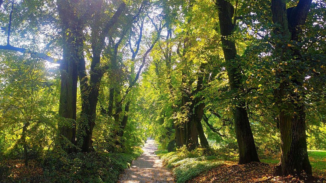 Noc Muzeów w Ogrodzie Botanicznym UMCS i tajemnice drzew