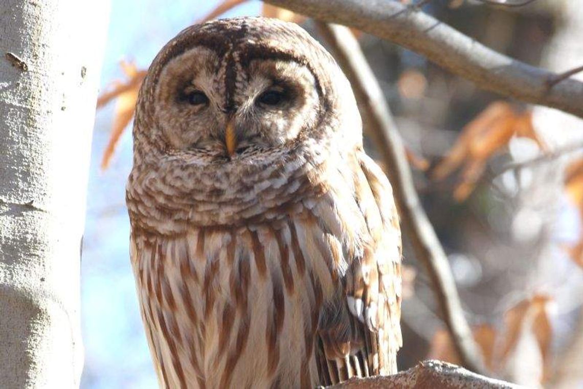 Noc z sowami w rezerwacie Jata Noc z sowami w rezerwacie Jata