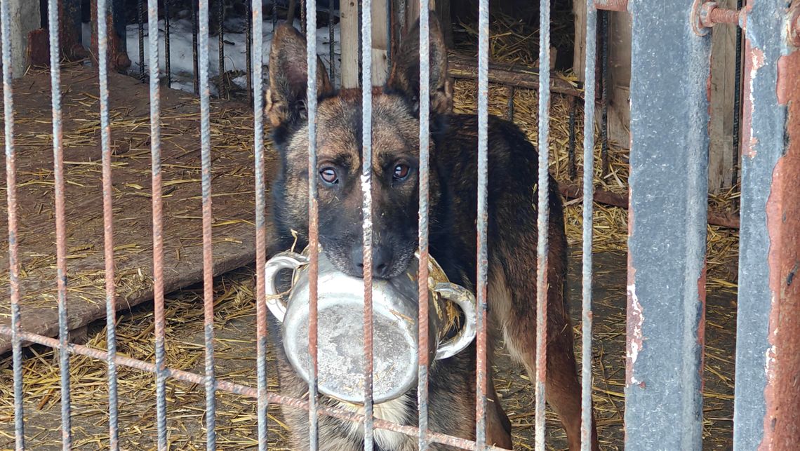 Noc dla nich zaczyna się po 16:00. "Płakałam nad tymi psami" Schronisko dla zwierząt Chełm