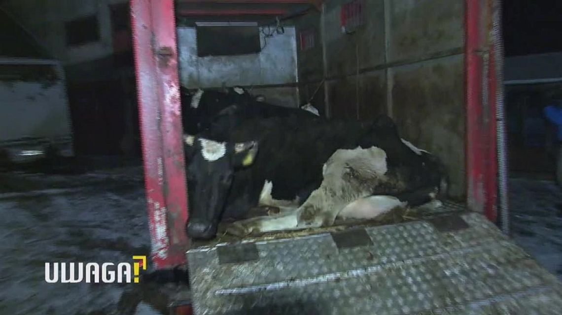 Nocna dostawa "leżaków". Ubijają chore i padłe krowy. "Zakład jest pod kontrolą"