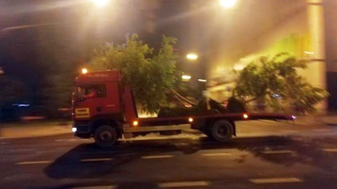 Nocna wywózka drzew w Lublinie. Jest sądowa ugoda między prezydentem a radnymi