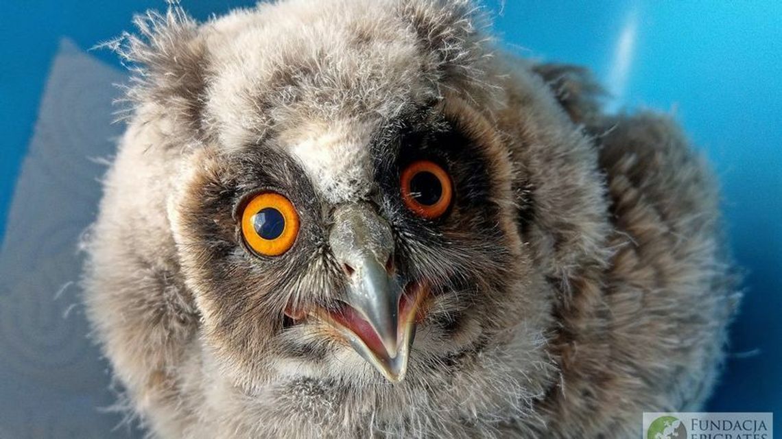 Nocne nasłuchiwanie sów już jutro. „Noc sów” z ogniskiem i kiełbaskami