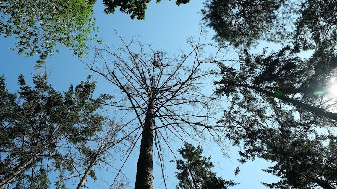Nocne poszukiwania w lesie. Rodzina bała się o życie zaginionego 46-latka