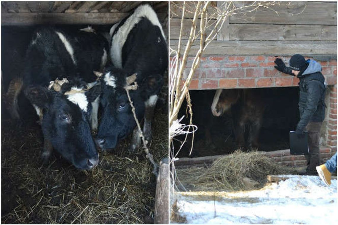 Nogi krowy zapadały się w oborniku. Inspektorzy odebrali zwierzęta właścicielce