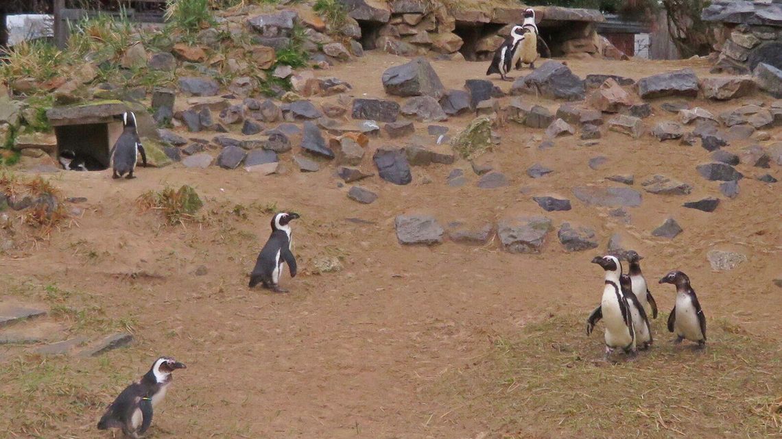 Nowa atrakcja w ZOO. Kiedy zobaczymy pingwiny?
