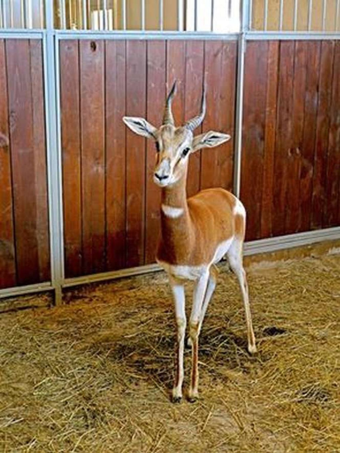 Nowa gazela w zamojskim zoo. Na razie słucha radia