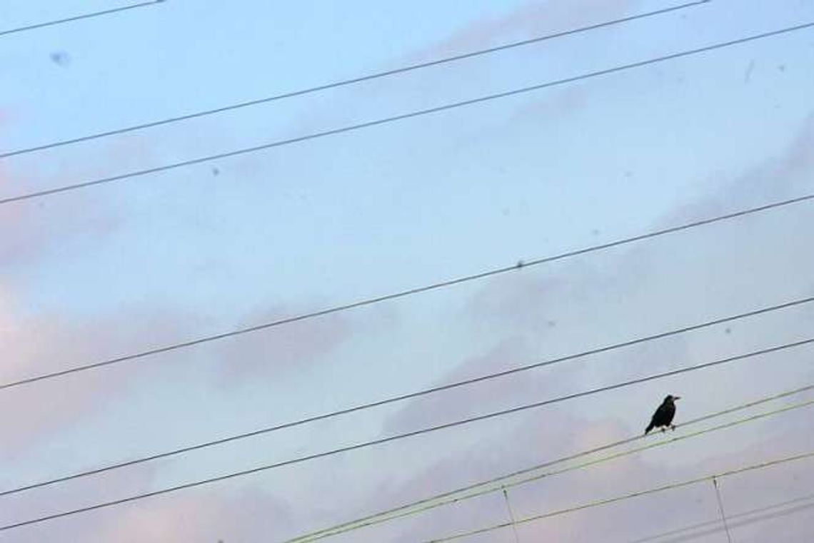 Nowa linia energetyczna z Zamościa do Szczebrzeszyna. Wiatr już nie taki straszny