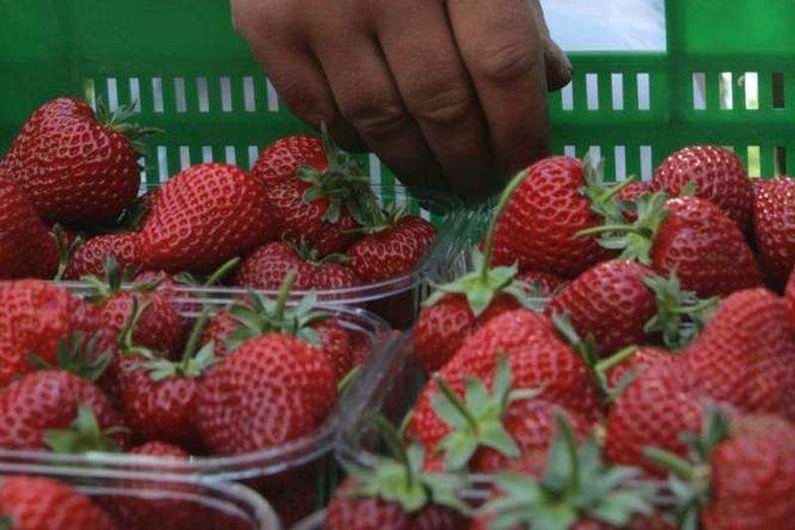 Nowa przetwórnia w Poniatowej. W sezonie będzie praca dla 60 osób