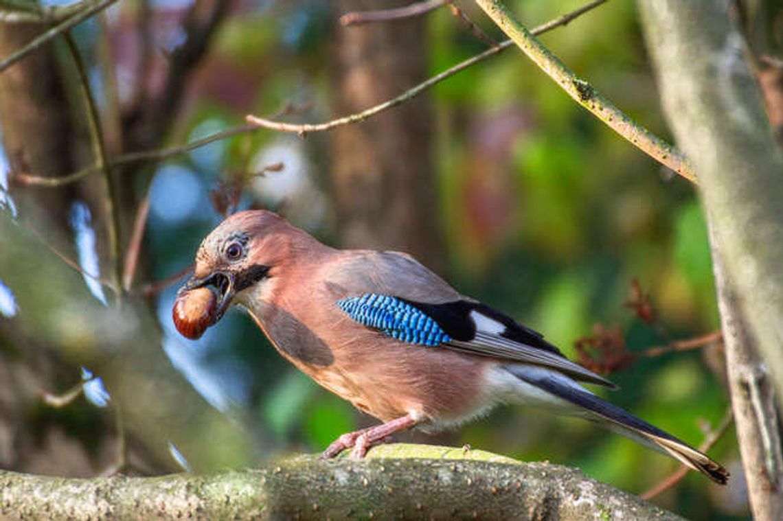 Nowa wystawa przyrodnicza w DDK Czechów Nowa wystawa przyrodnicza w DDK Czechów