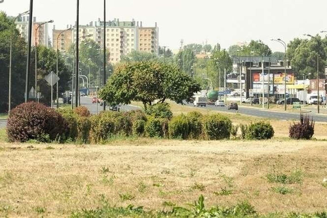 Nowa zieleń w Lublinie: krokusy na skrzyżowaniach, łąki zamiast trawników Nowa zieleń w Lublinie: krokusy na skrzyżowaniach, łąki zamiast trawników