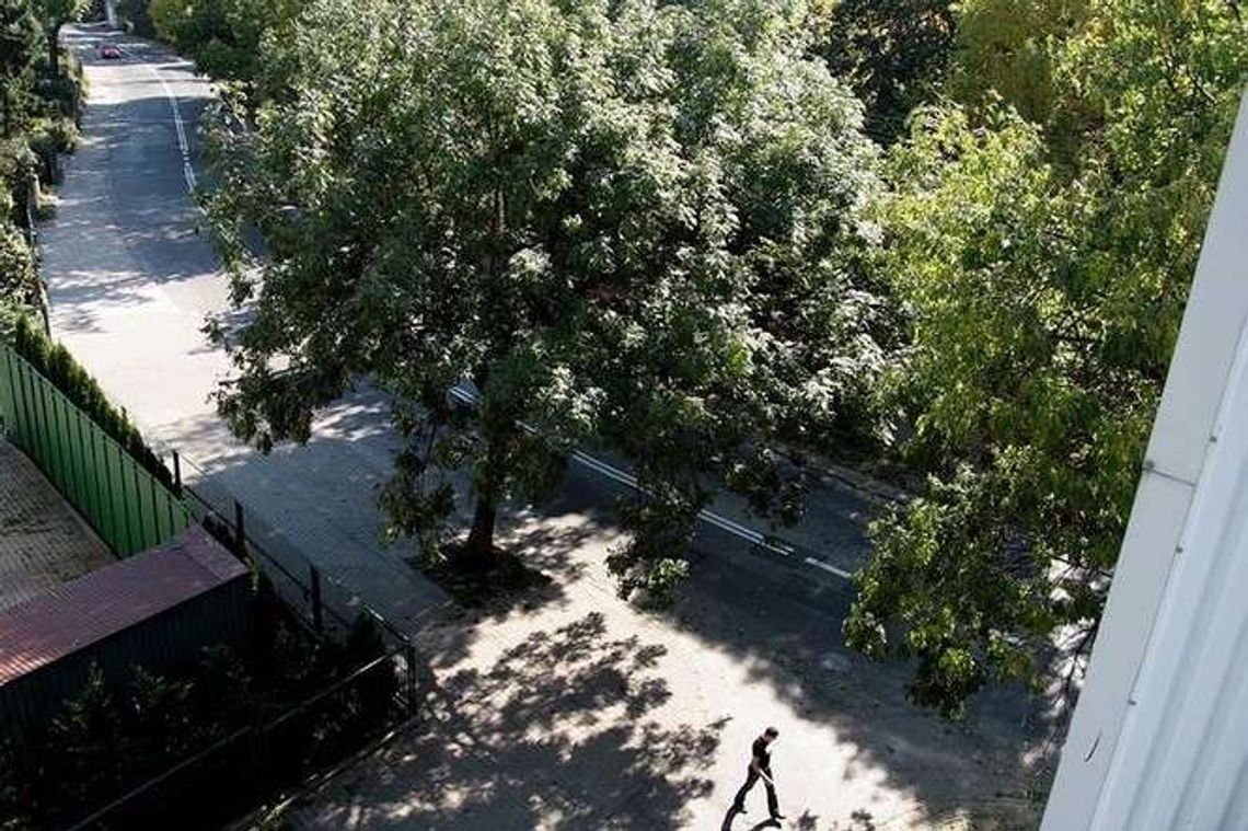 Nowe drzewa, krzewy i kwiaty w Lublinie. Mieszkańcy zgłosili 99 zielonych propozycji Nowe drzewa, krzewy i kwiaty w Lublinie. Mieszkańcy zgłosili 99 zielonych propozycji