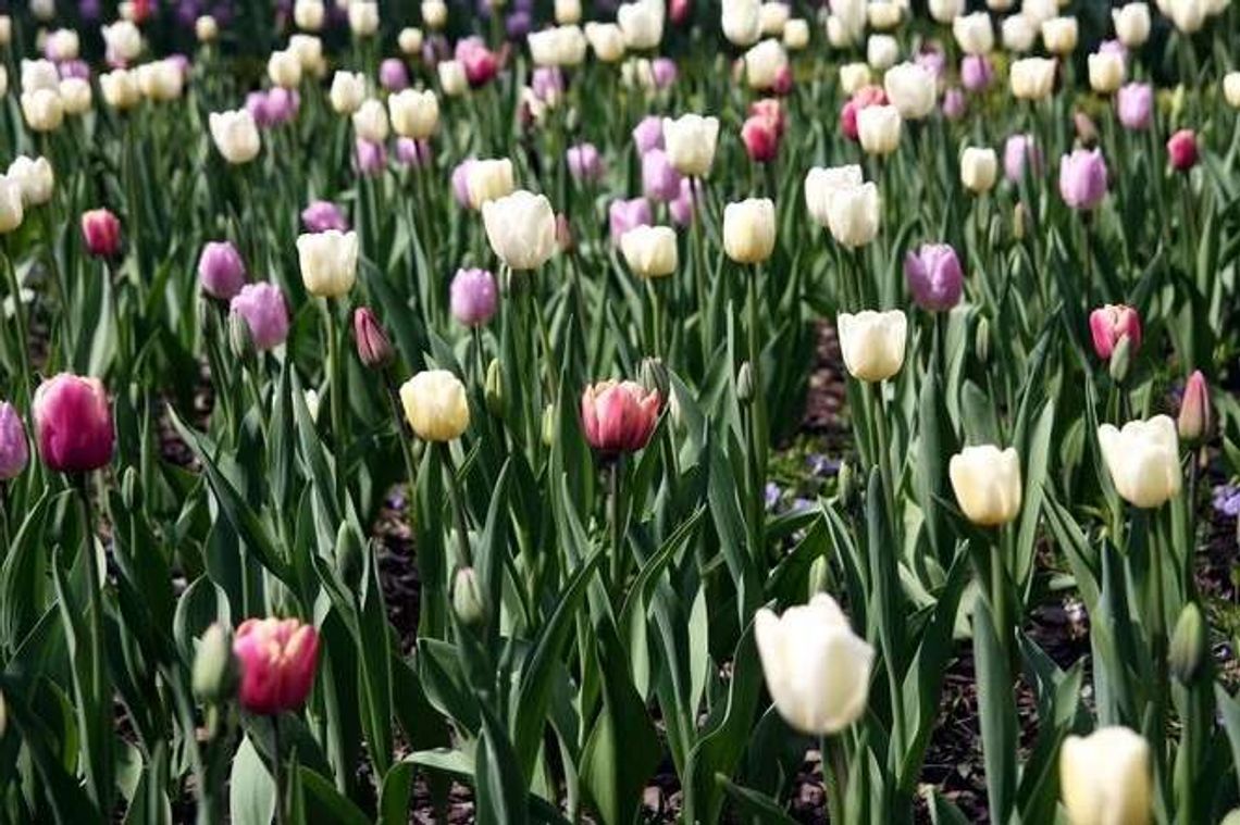 Nowe drzewa, kwiaty i łąka. Lista zielonych inwestycji w Lublinie