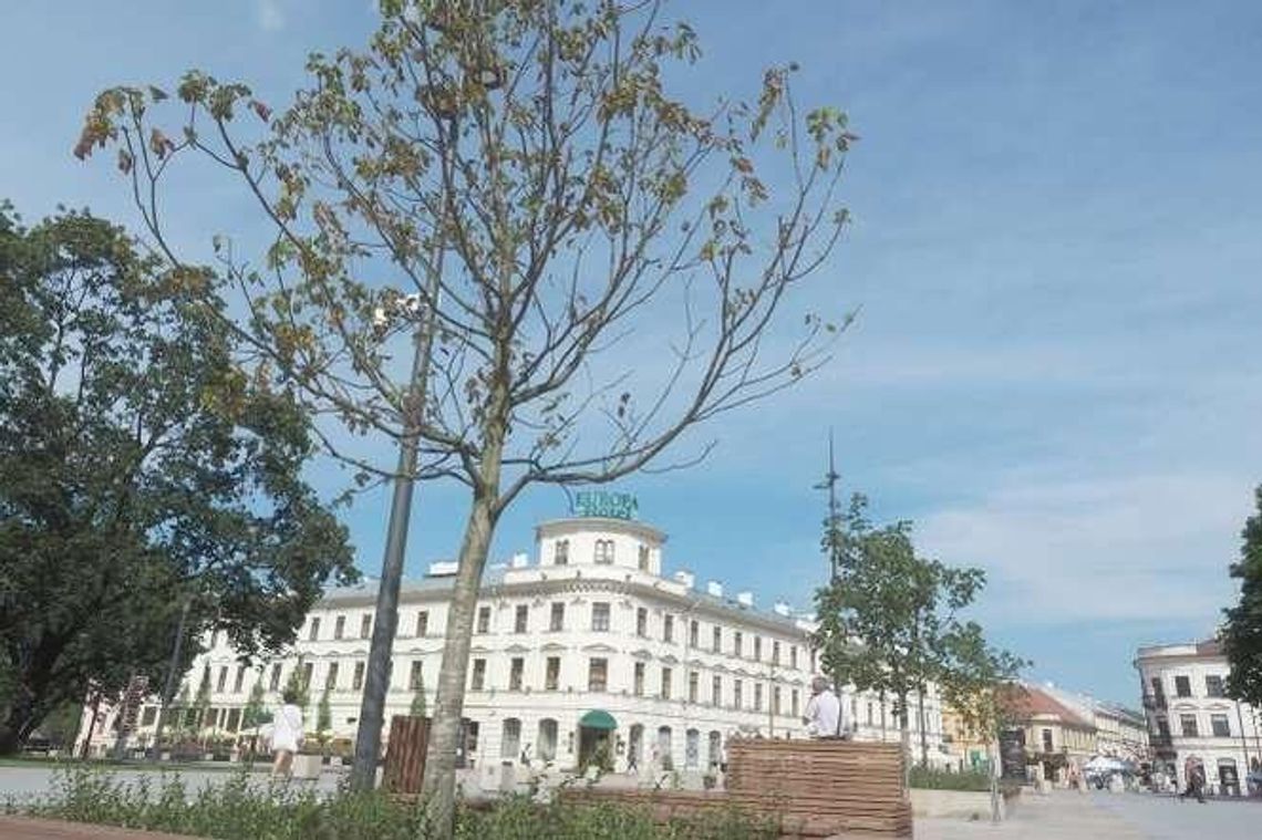 Nowe drzewa na pl. Litewskim do wymiany?