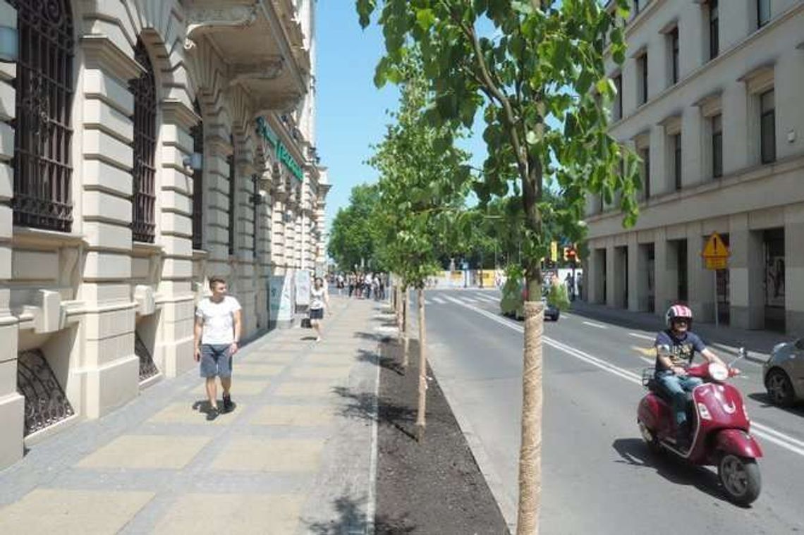 Nowe lipy przy ul. Kołłątaja Nowe lipy przy ul. Kołłątaja