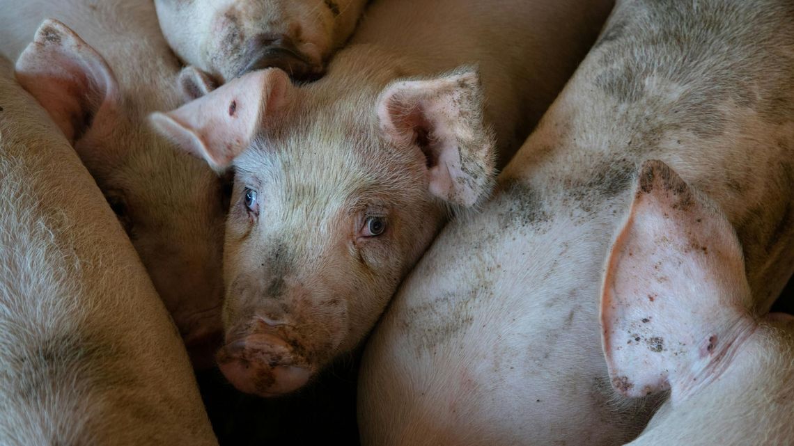 Nowe ognisko ASF w Lubelskiem. Już piąte Nowe ognisko ASF w Lubelskiem. Już piąte