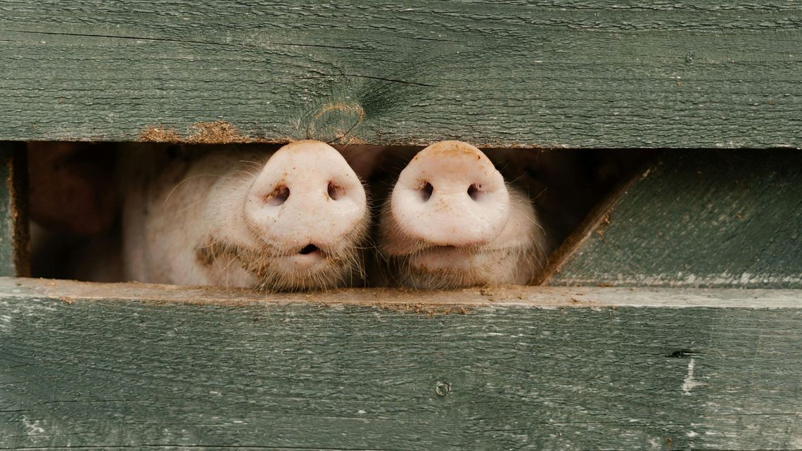 Nowe ognisko ASF w Lubelskiem. To już trzecie