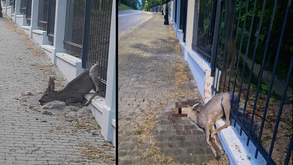 Nowe ogrodzenie parku pułapką na sarny