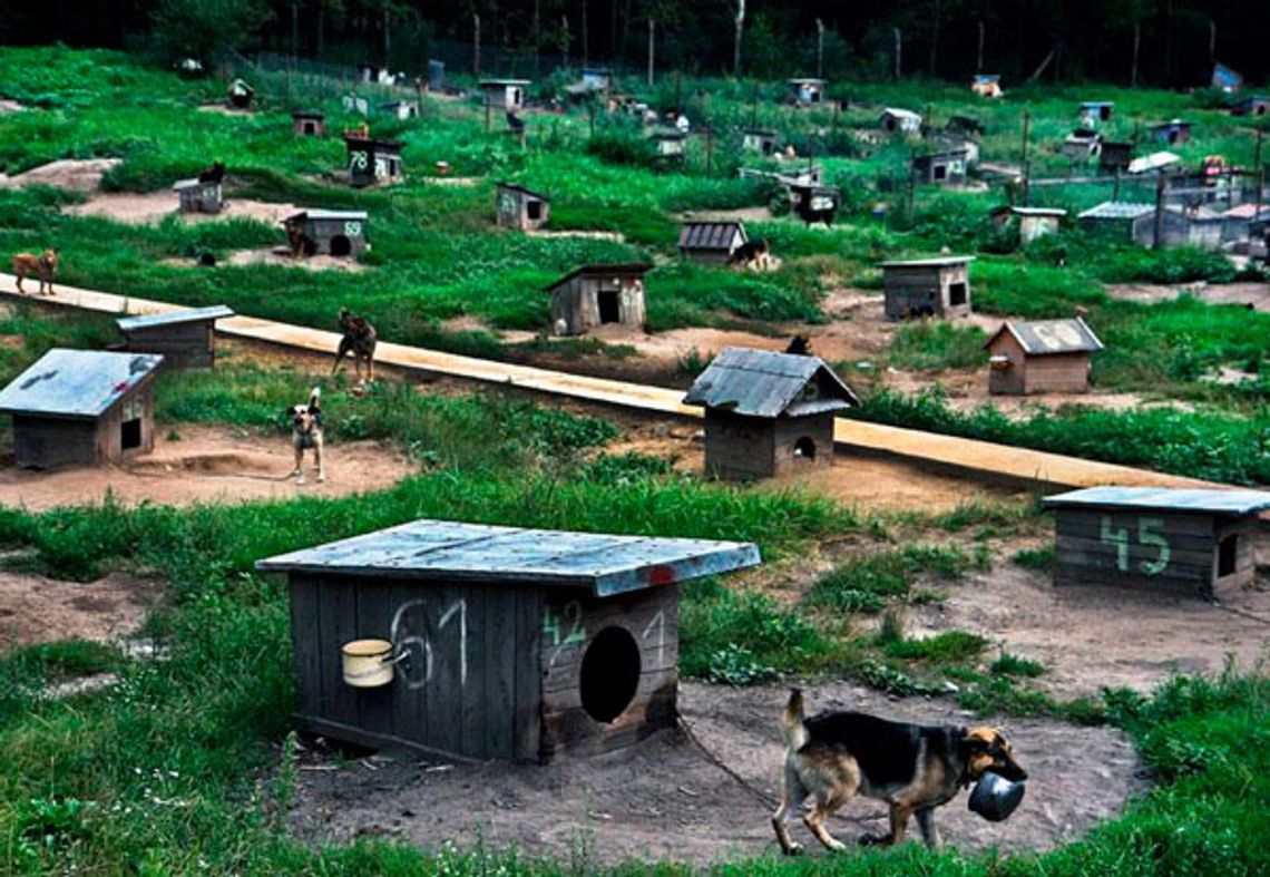 Nowe przepisy mają sprawić, że zwierzęta będą lepiej traktowane