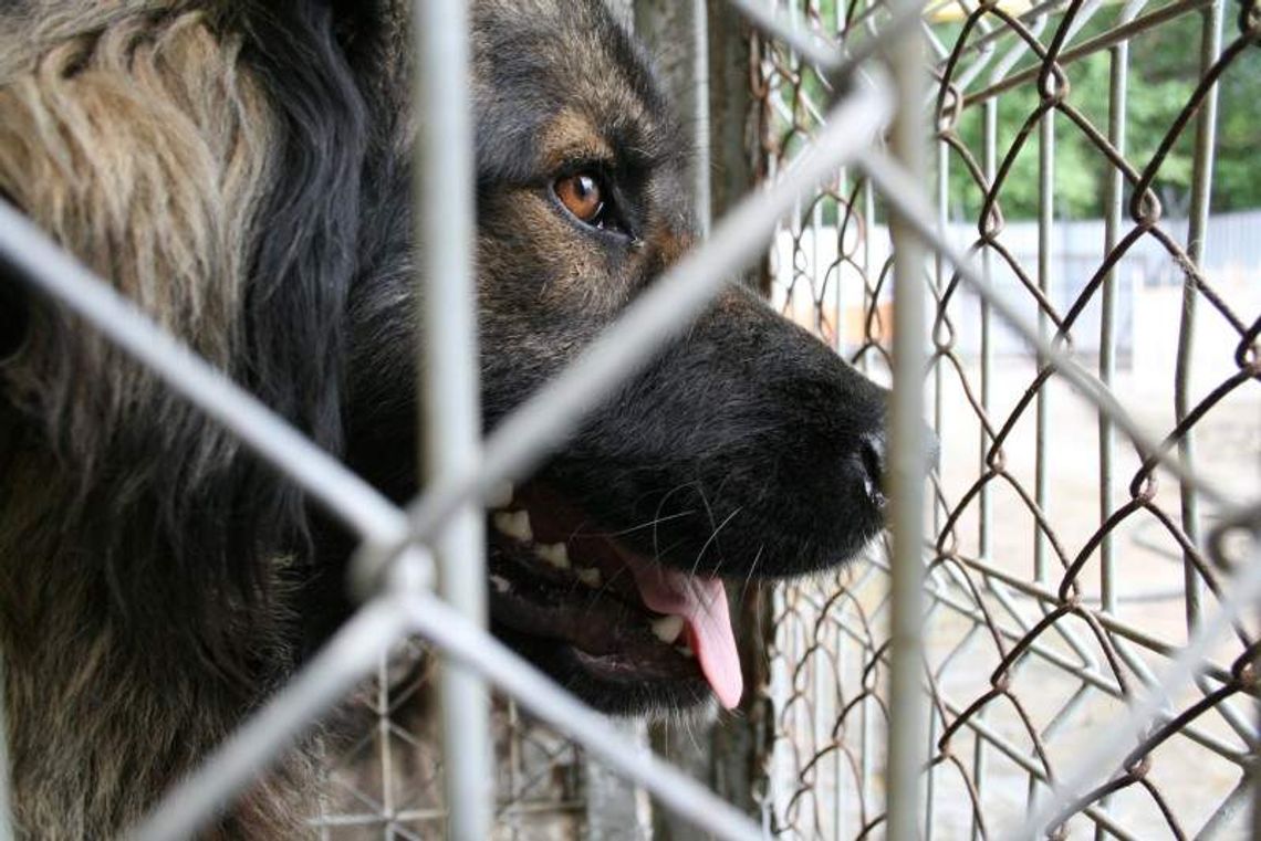 Nowe schronisko dla zwierząt w Puławach zaprasza do odwiedzania